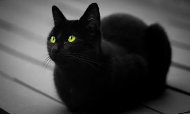 Пожарные обрели необычного напарника: неожиданный гость стал символом уфимских огнеборцев