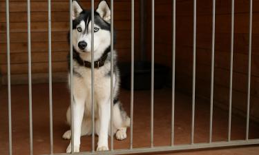 Короткие прогулки провоцируют хаски на разрушение дома — кинологи