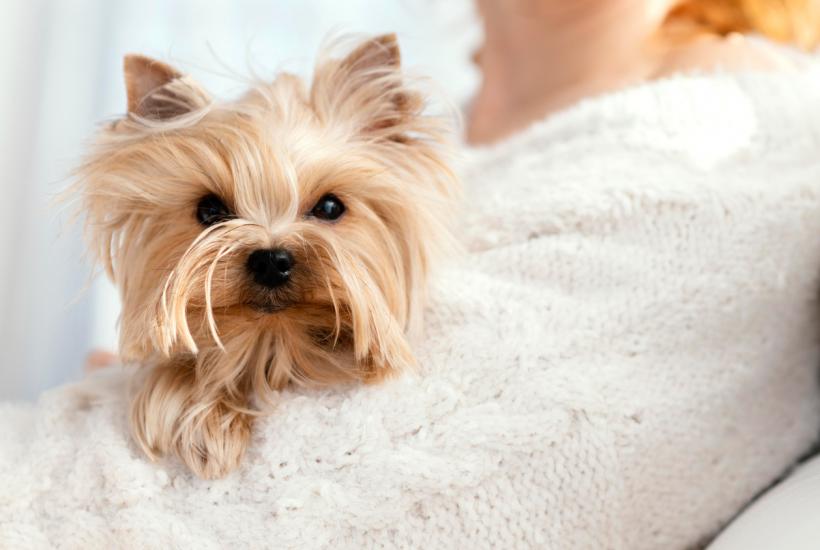 Секреты собачьей нежности: 7 жестов, которые растопят ваше сердце — вы точно это замечали