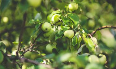 Тропический убийца под маской яблони: как не стать жертвой манцинеллы на Карибах