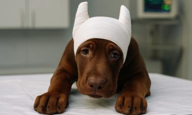 Доберманы получили традицию купирования для служебных целей