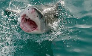 Акула напала на девочку на Гавайях