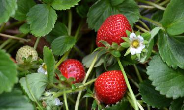 Клубника — лидер по остаткам пестицидов — врач Давид Сеспедес