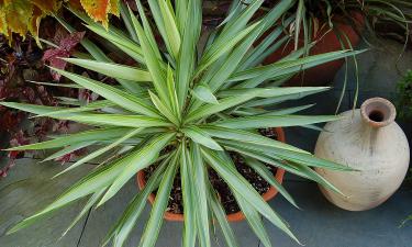 Опасный сосед в горшке: юкка дарит экзотику и оставляет шрамы