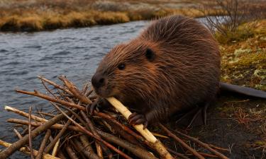 Искусственные бобровые плотины помогают рекам США справляться с потеплением — Earth
