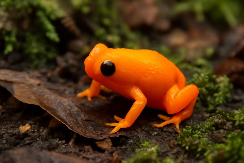 Brachycephalus lulai