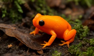 В Бразилии найден новый вид лягушки Brachycephalus lulai размером 1 см