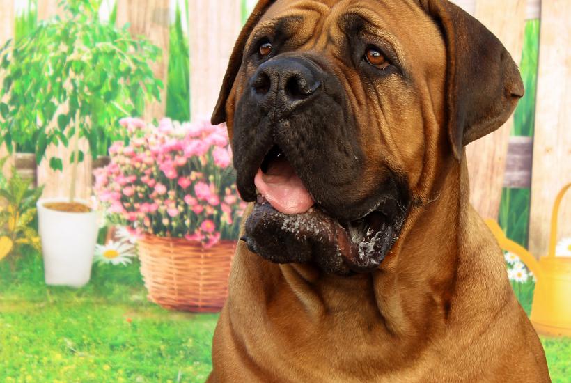 Три породы собак для занятых людей