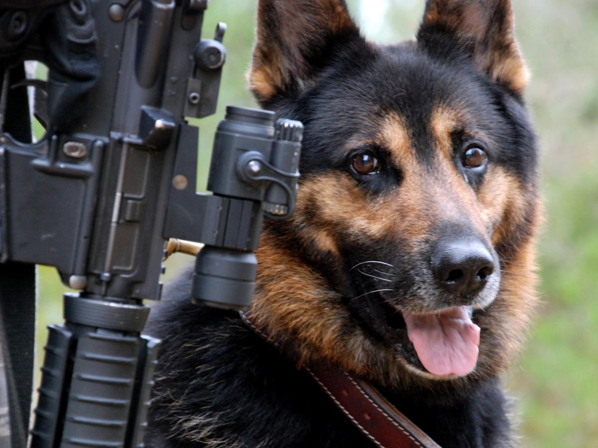 Moška sta bila ubita v streljanju pri igralnici v Nevadi, pet mrtvih v New Yorku