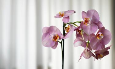 Чайный раствор для листьев орхидей стимулирует зимнее цветение — Actualno