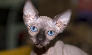 Бесшёрстные и короткошёрстные кошки хуже переносят холод — lemagduchat