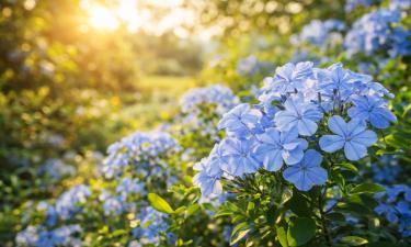 Голубой жасмин обрезают после окончания цветения