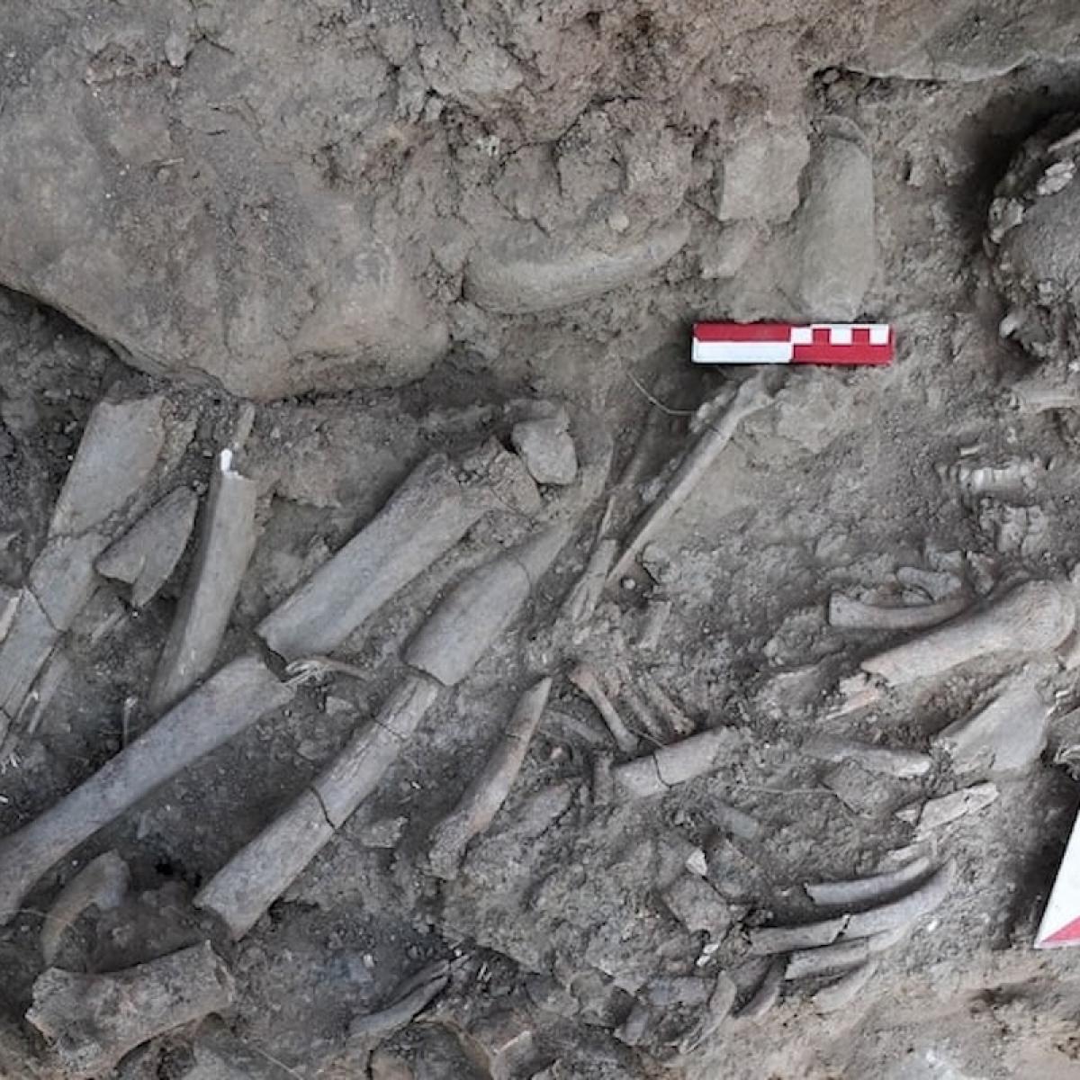 Ошибка археологов: древние кости из Усикавы принадлежат не человеку