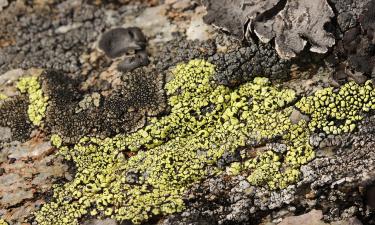 Лишайники образуются как симбиоз гриба и водоросли — Mein Schoener Garten