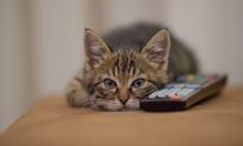 Когда сон кошки — отдых, а когда — симптом: учимся различать по позам и поведению