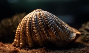 Кокосовый осьминог способен ходить на двух щупальцах и переносить укрытие