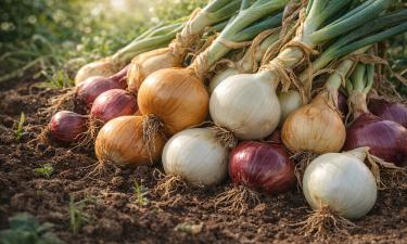 Луковый урожай больше не подводит: сорта, которые переживают зиму и остаются сочными