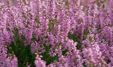 Вересковый цветок устойчив к засухе при правильном подборе вида — Cicekse