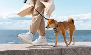 Время гулять: когда безопасно выгуливать собаку в жаркие дни