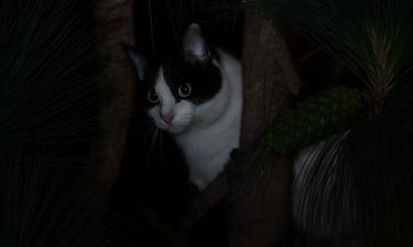 Два часа на дереве: мужчина застрял, спасая кошку, и стал главным героем спасательной операции