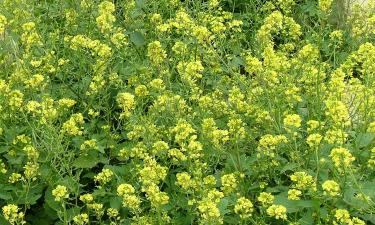 Горчица из Татарстана покоряет Монголию: экспорт взлетел