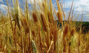 Алкоголь мог подтолкнуть древних людей к земледелию — исследователь Цзяцзин Ван