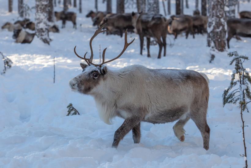 Северные олени