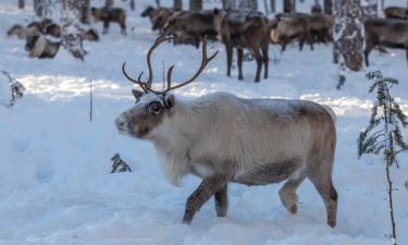 Фермы с оленями, кроконариумом и улитками разбирают на праздники быстрее всего