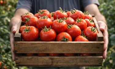Томат, что спасает занятых дачников: растёт сам, пока вы на работе, а урожай рекордный