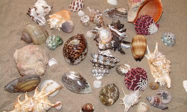 Что скрывает ваш чемодан? Тайные запреты таможни, о которых вы не знали