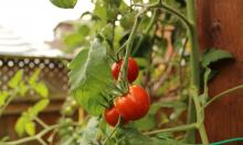 Эти 4 сорта — под запретом: посадите их, и теплица превратится в кладбище томатов