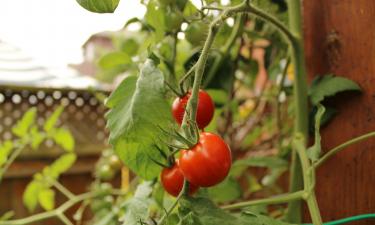 Эти 4 сорта — под запретом: посадите их, и теплица превратится в кладбище томатов