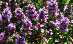 Тимьян как украшение и лекарство — секреты ухода и применения