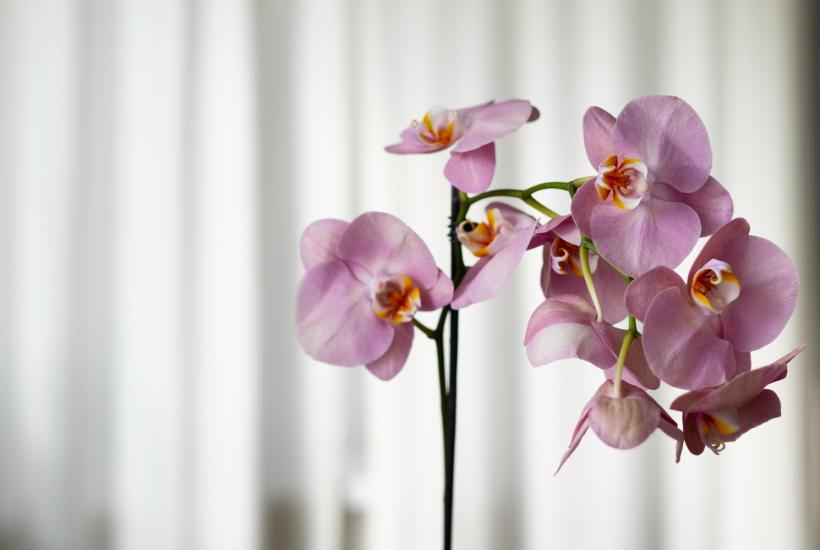 Орхидея