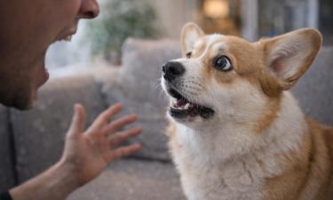 Один крик — и питомец напуган: как человеческий голос разрушает собачью устойчивость