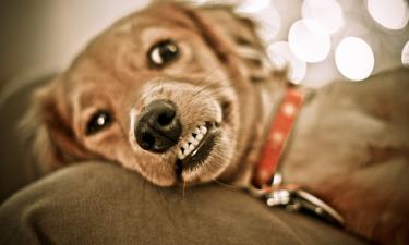 Современные средства ухода защищают зубы собак — Вера Филиппович