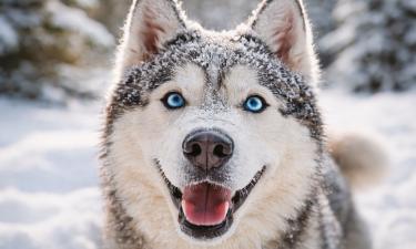 Игра на снегу ускоряет потерю энергии у собак зимой — Maison et jardin