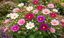 Засуха, жара, ветер — ему всё нипочём: цветок, который превращает любую землю в цветущий ковёр