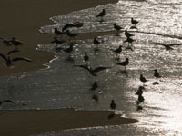 Массовая гибель птенцов тихоокеанских чаек озадачила ученых. 