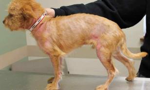 Аллергия у собаки: не проводите самостоятельное лечение