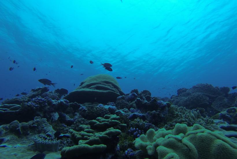 На дне моря На дне моря