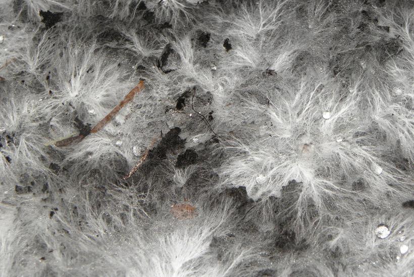 У грибов нет мозга, но они проявляют признаки простого интеллекта