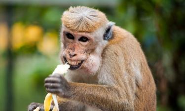 Врач посольства РФ в Индии Панфилова предупреждает о главных опасностях для туристов