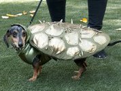 Диких хищников замаскировали под пуделей