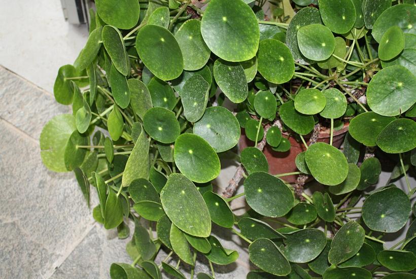 Денежное дерево китайское