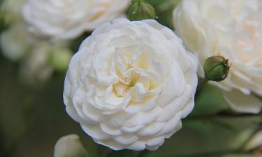 Пионы формируют широкую палитру декоративных оттенков — Сiceksel