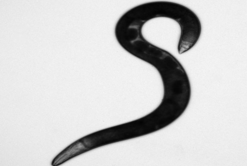 Allodiplogaster sudhausi