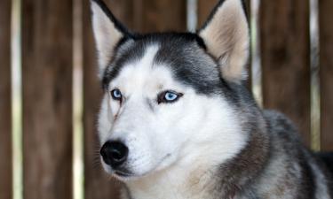 Ген мерль у голубоглазых собак повышает риск проблем со слухом и зрением