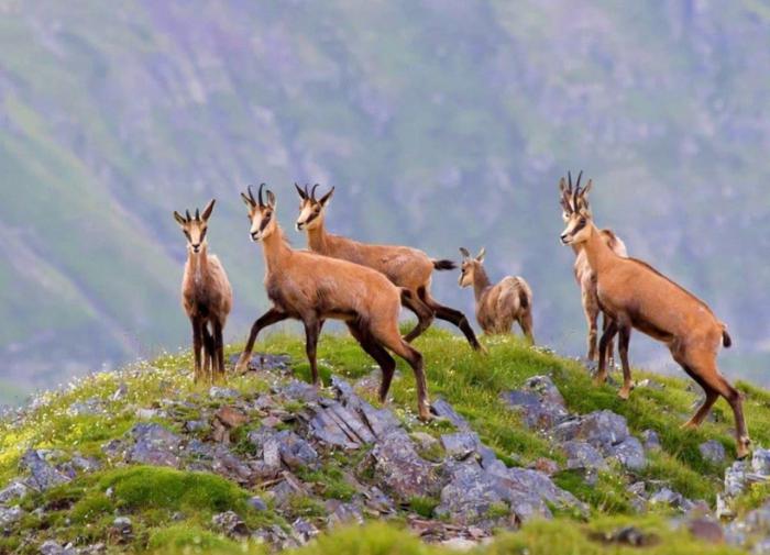 На "Розе Хутор" заботятся о сохранении биоразнообразия в горах