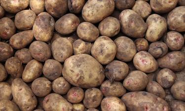 Гниение картофеля чаще всего связано с влажностью и болезнями — antonovsad